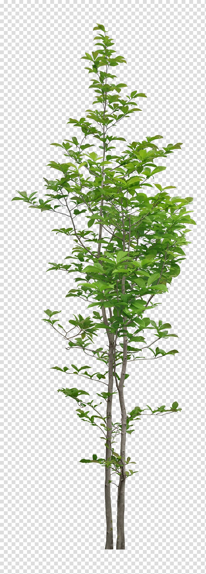 Plant, plant transparent background PNG clipart