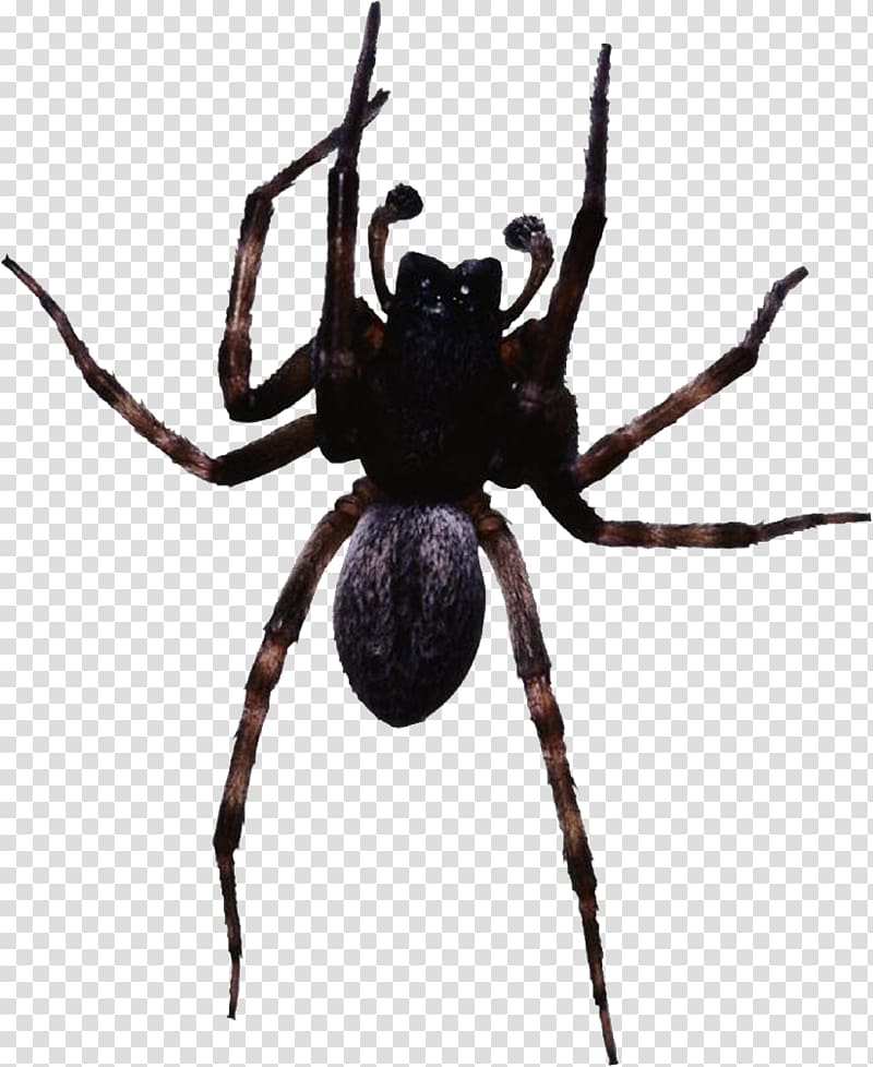 Spider web , Black spider transparent background PNG clipart