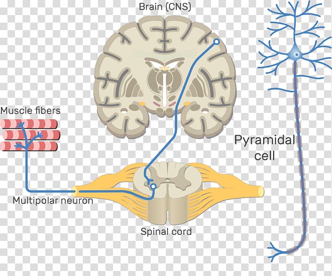 Somatic nervous system Central nervous system Motor neuron Neural pathway, Brain transparent background PNG clipart