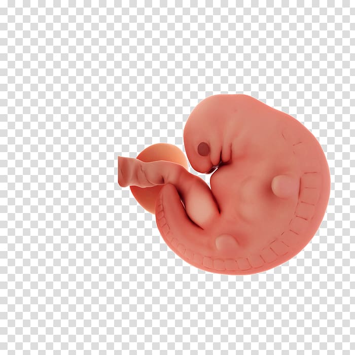 Embryo Pregnancy Uterus , pregnancy transparent background PNG clipart