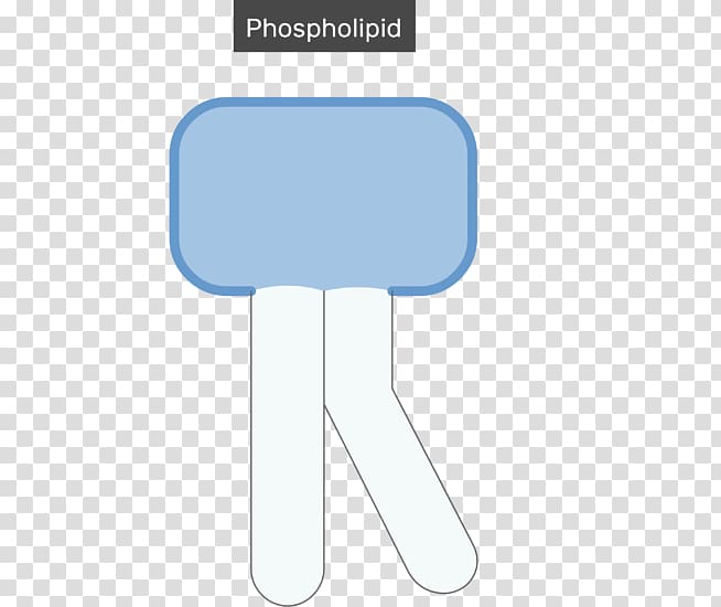 Lipid bilayer Cell membrane Biological membrane Phospholipid, others transparent background PNG clipart