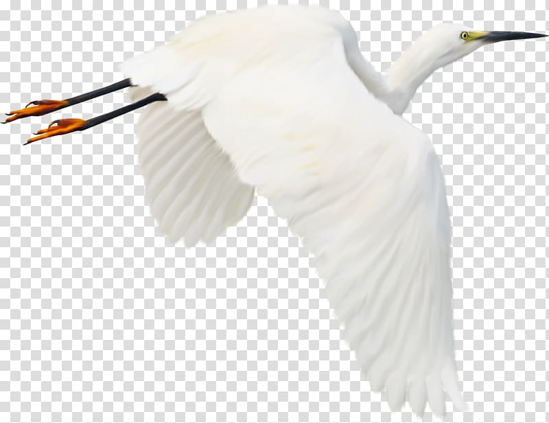 Bird , crane transparent background PNG clipart