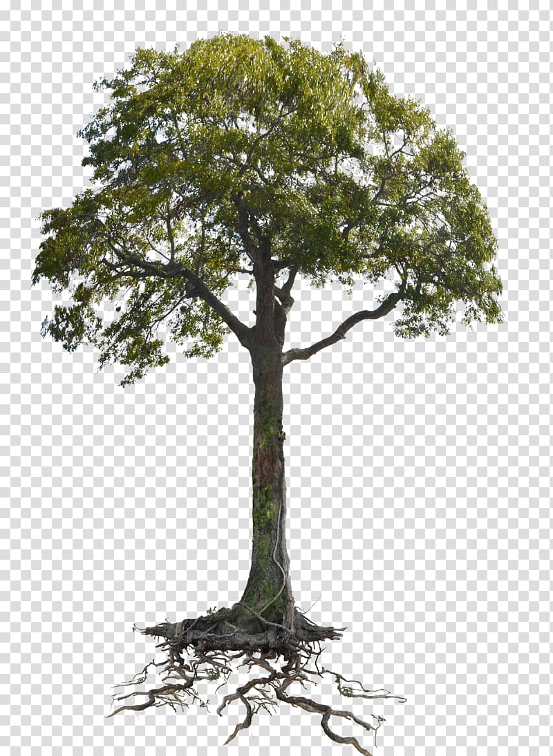 Tree Branch Root Woody plant Trunk, tree transparent background PNG clipart