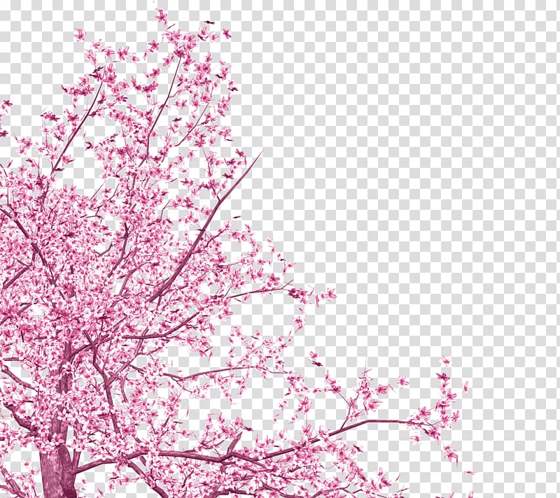 pink cherry blossom , National Cherry Blossom Festival Pink, Pretty cherry blossoms transparent background PNG clipart