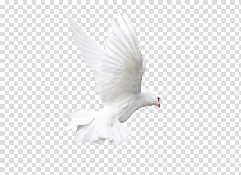 flying white bird, Rock dove Bird White Animal, pigeon transparent background PNG clipart