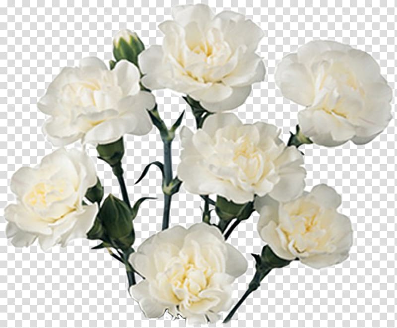 Carnation Cut flowers Flower bouquet White, flower transparent background PNG clipart