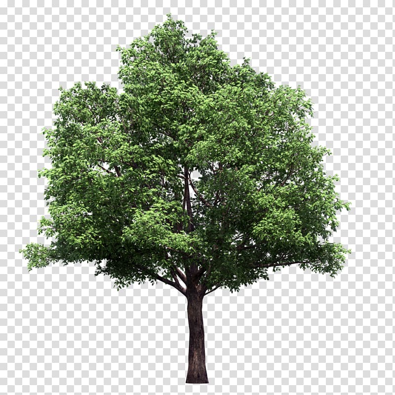 Tree Lindens, eucalyptus transparent background PNG clipart