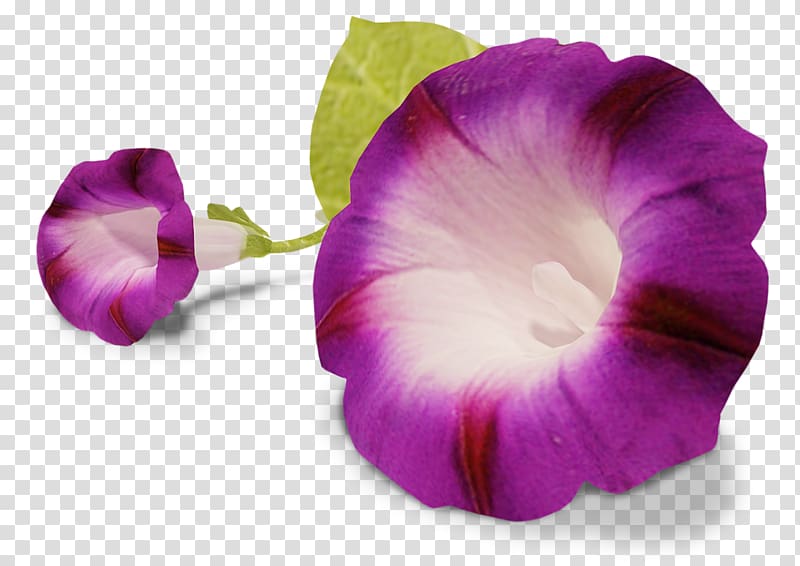 Bindweed Pansy Flower , others transparent background PNG clipart