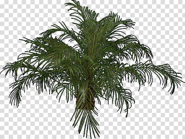 Babassu Palm trees Evergreen Fir, tree transparent background PNG clipart