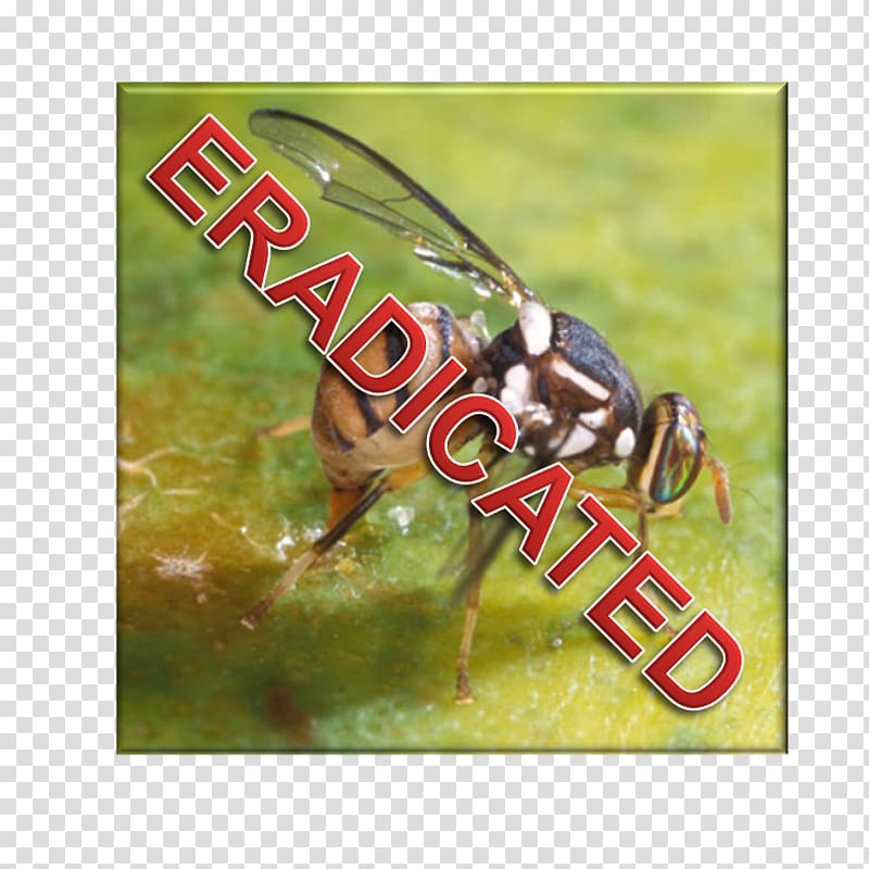 Bactrocera dorsalis Fly Pest Fruit Pheromone trap, fly transparent background PNG clipart