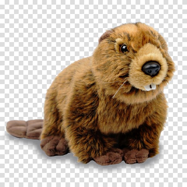 Canada Beaver , Canada transparent background PNG clipart