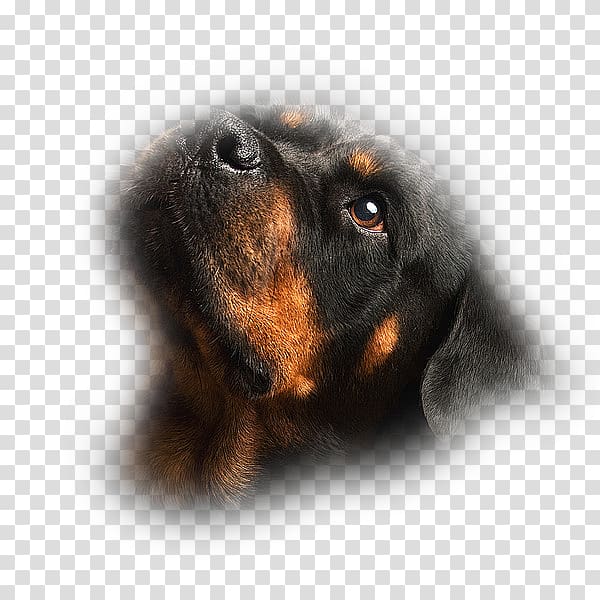 Black and Tan Coonhound Dog breed Puppy Rottweiler Cat, puppy transparent background PNG clipart