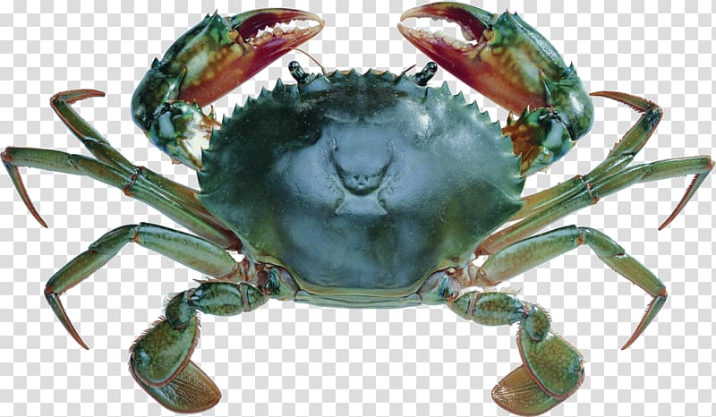 blue crab transparent background PNG clipart