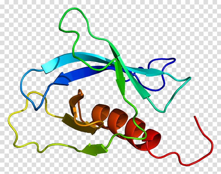 FGD3 FYVE, RhoGEF and PH domain containing Protein Data Bank Pleckstrin homology domain, coc transparent background PNG clipart