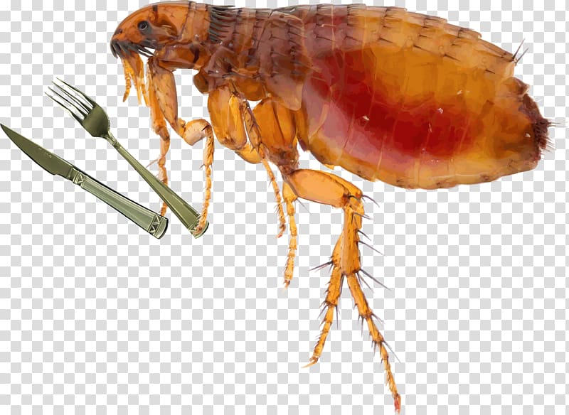 Cat Insect Fleas and Flea Control Dog, Cat transparent background PNG clipart