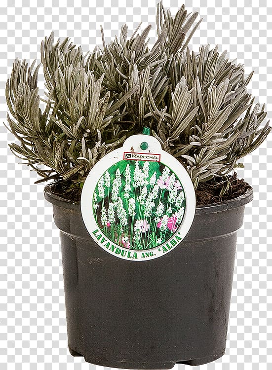 Flowerpot English lavender Houseplant Nursery Garden centre, lavandula transparent background PNG clipart