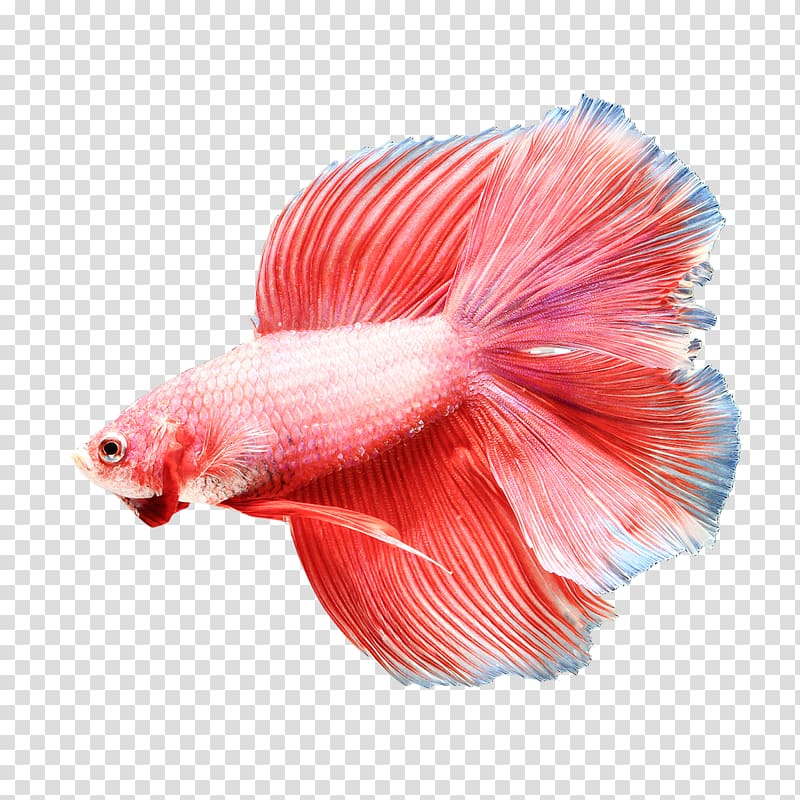 Siamese fighting fish Goldfish Aquarium fish feed Eating, fish transparent background PNG clipart