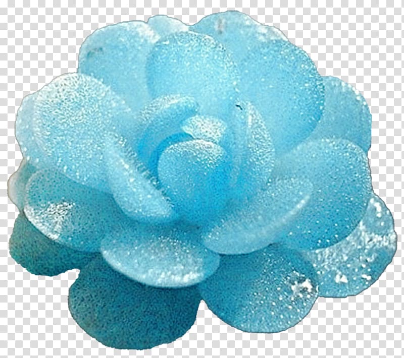 Blue ice Succulent plant Turquoise, succulent transparent background PNG clipart