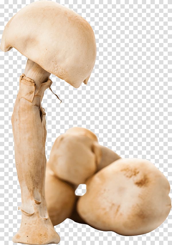 Common mushroom Agaricus subrufescens Dietary supplement Glucan, mushroom transparent background PNG clipart