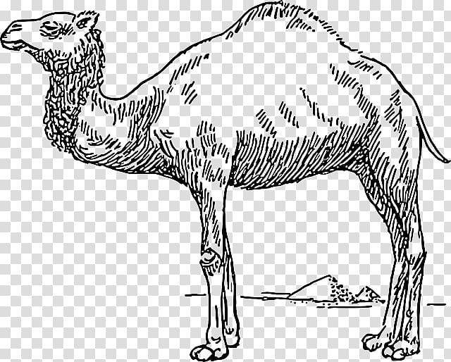 Dromedary Bactrian camel , black and yellow curve transparent background PNG clipart