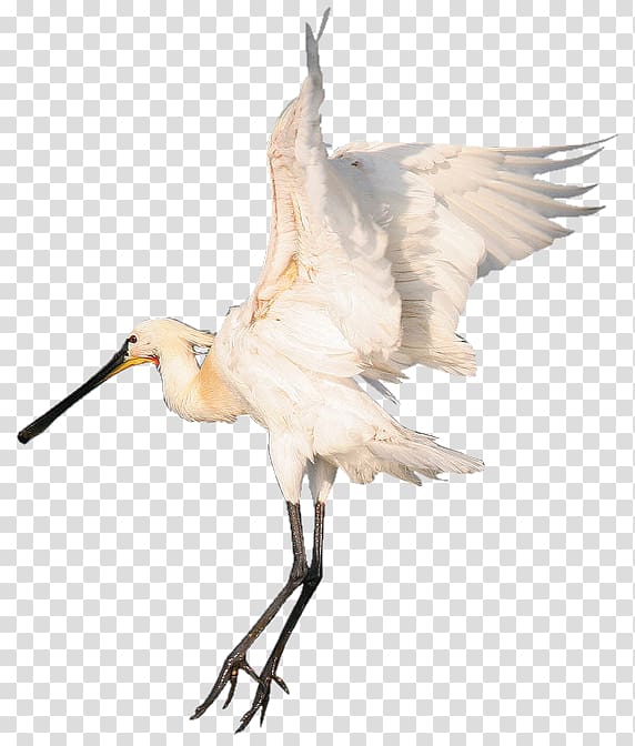 Bird Beak White stork Centerblog Ibis, Bird transparent background PNG clipart