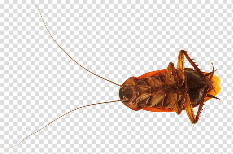 American cockroach Insect Blattodea, cockroach transparent background PNG clipart