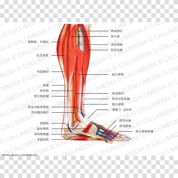 Foot Muscle Human leg Nerve Human anatomy, others transparent background PNG clipart