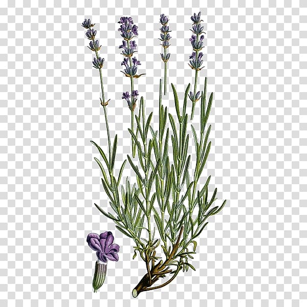 English lavender French lavender Plant Common sage Officinalis, plant transparent background PNG clipart