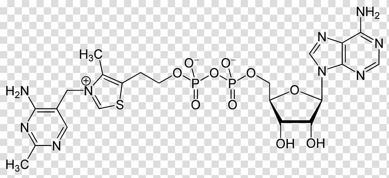 Adenosine triphosphate Adenosine diphosphate Cyclic adenosine monophosphate Adenylyl cyclase, others transparent background PNG clipart