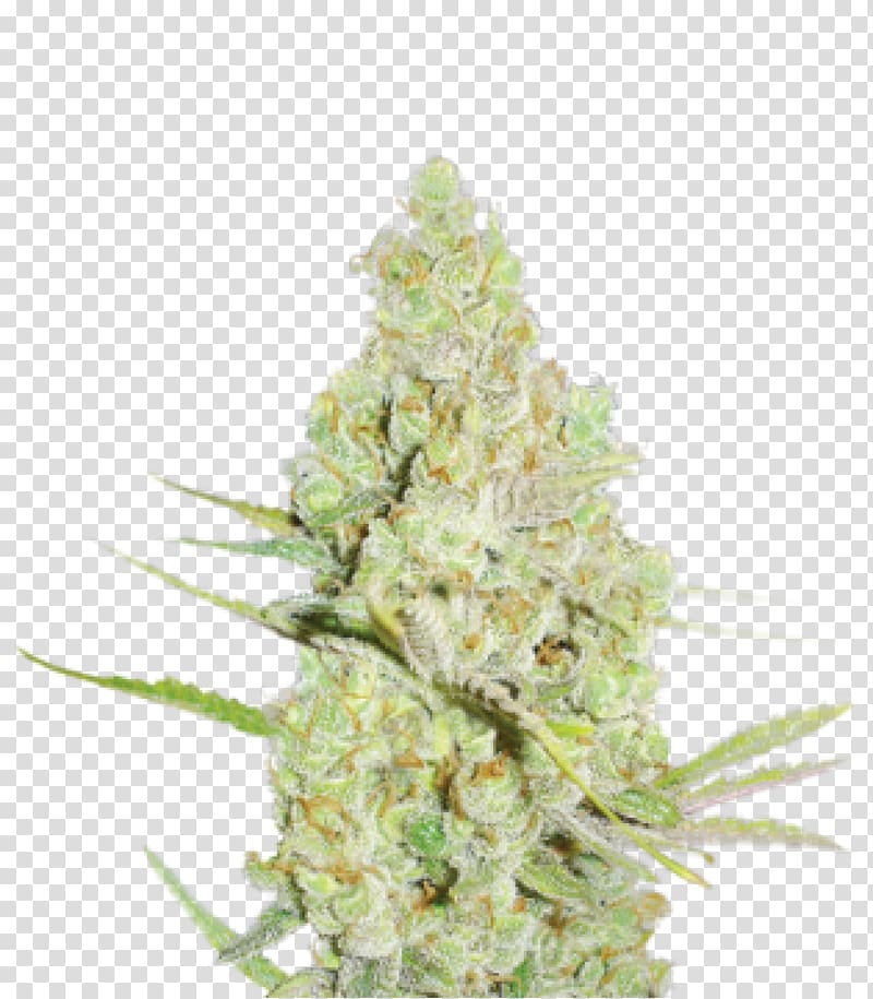 Grow shop Medical cannabis Seed bank, cannabis transparent background PNG clipart