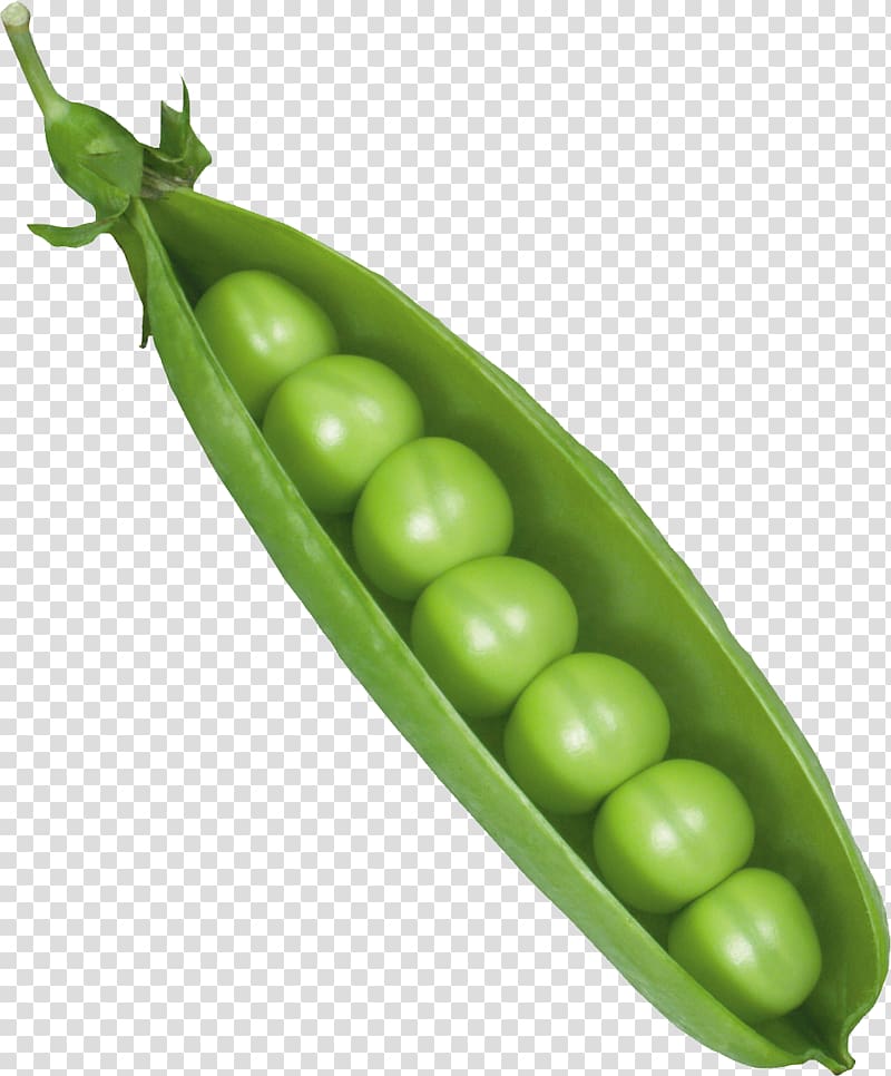 Pea Vicia cracca Canning Icon, Pea transparent background PNG clipart