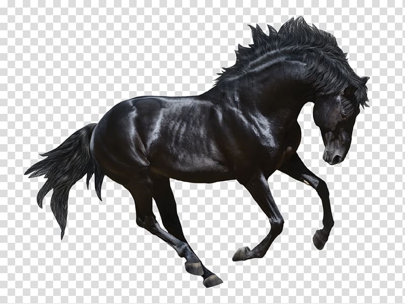 Stallion Andalusian horse Appaloosa Black , dark horse transparent ...