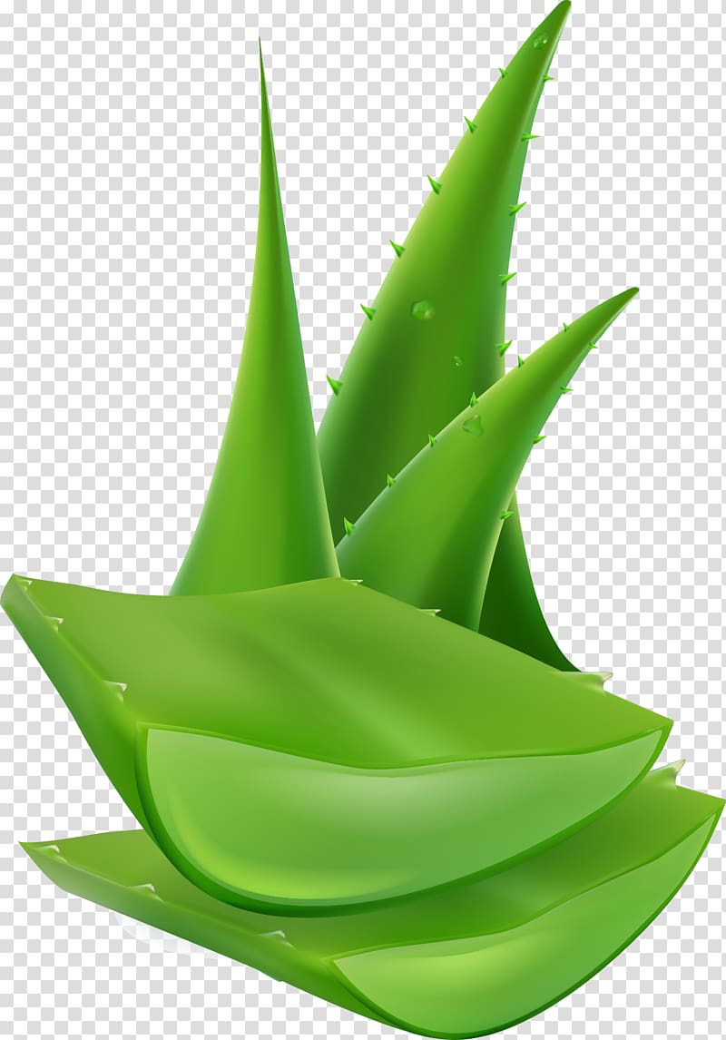 green aloe vera art, Aloe vera Skin Computer file, Aloe transparent background PNG clipart