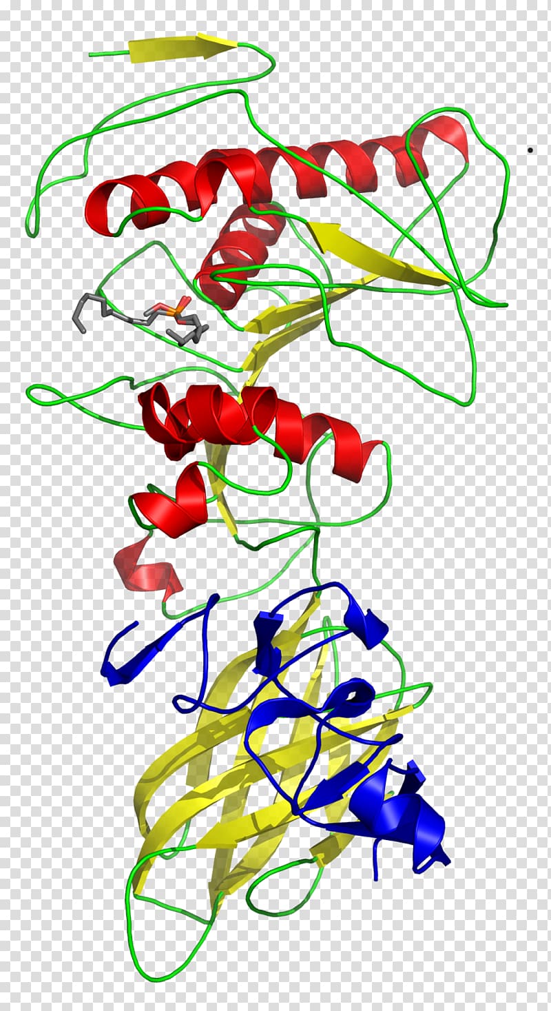 Pancreatic lipase Colipase Pancreas Enzyme, others transparent background PNG clipart