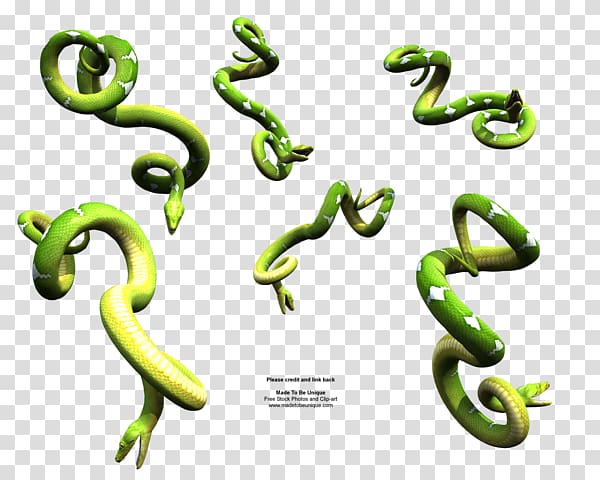 Corn snake Reptile Dwarf Burmese python Ball python, Green Anaconda transparent background PNG clipart