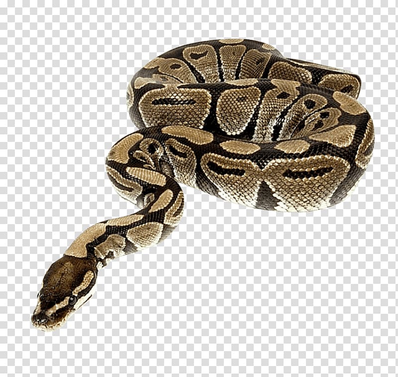 Snakes Portable Network Graphics Transparency Reptile, anaconda snake transparent background PNG clipart