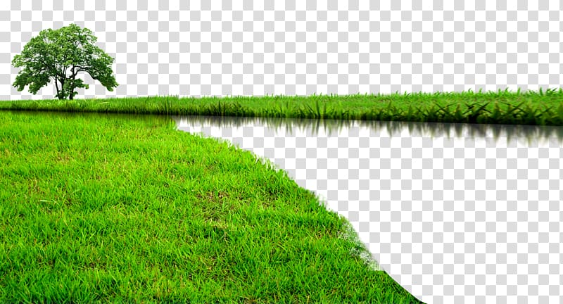wetlands transparent background PNG clipart