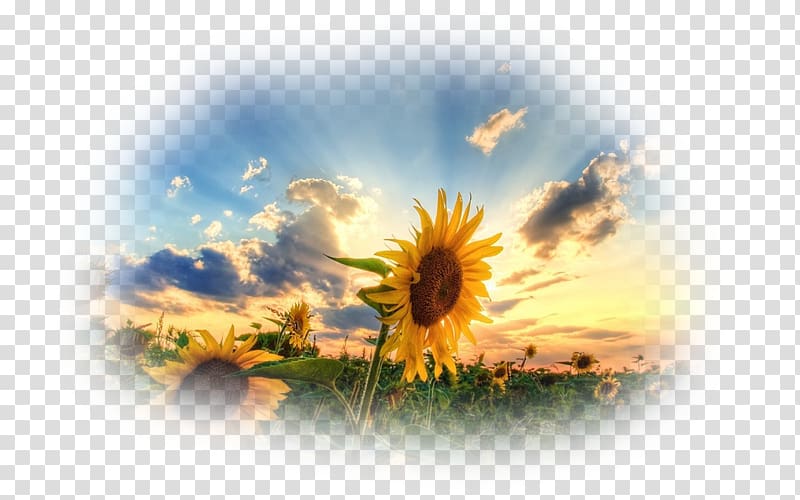 1080p High-definition television Desktop High-definition video, sunflower oil transparent background PNG clipart