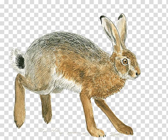 Domestic rabbit European hare Rodent Brown rat European rabbit, others transparent background PNG clipart