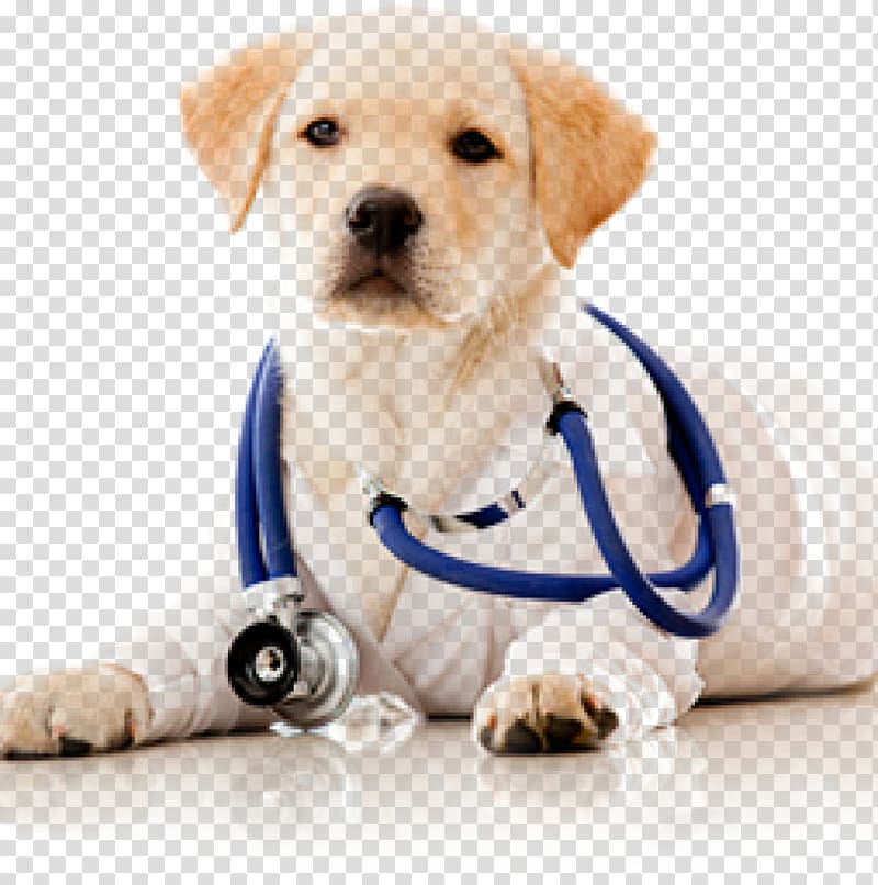 Dog Veterinarian Veterinary surgery Clinique vétérinaire, Dog transparent background PNG clipart