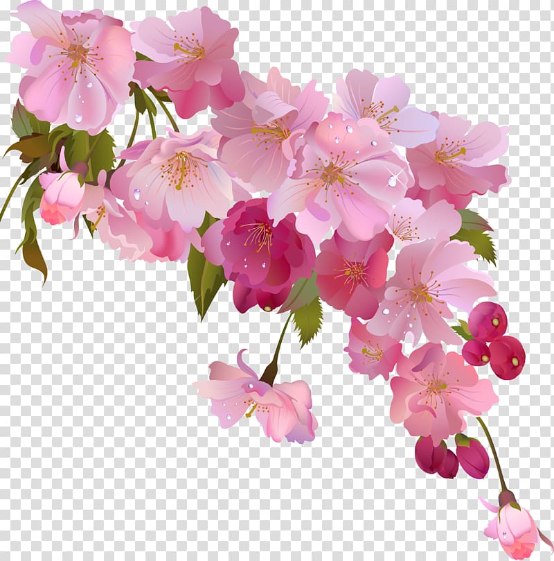 Flowering tea .xchng Floral design , flower transparent background PNG clipart