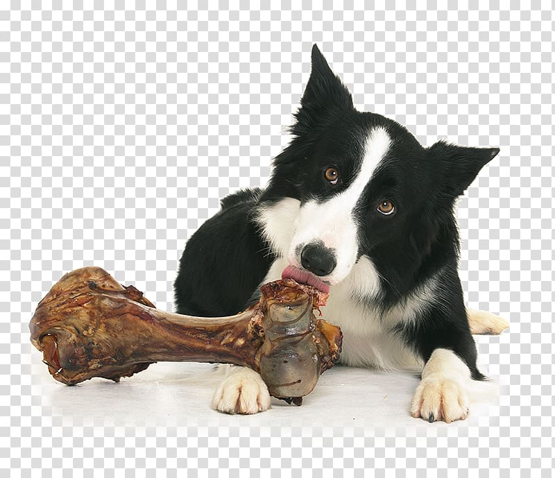 Border Collie Karelian Bear Dog Pet, Gnawing bones of the side of the grazing dog transparent background PNG clipart