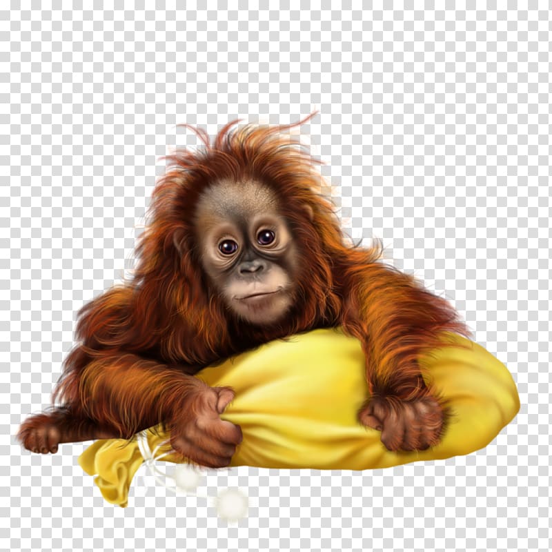 Ape Sumatran orangutan Baboons Monkey, Hairy orangutan transparent background PNG clipart