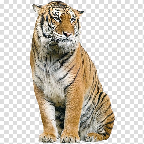 sitting brown tiger, Cat Pet sitting Sumatran tiger The US Open (Golf), Tiger transparent background PNG clipart