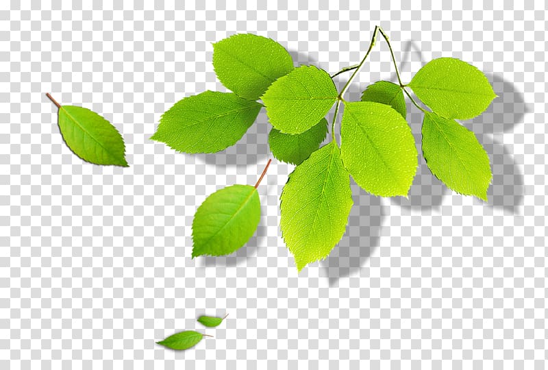 Alibaba Group Thrombosis Tmall Thrombus Odor, Green leaves transparent background PNG clipart