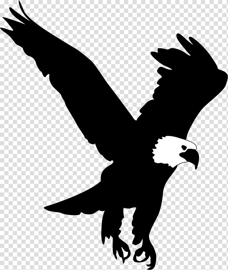 Bald Eagle , Eagle wings transparent background PNG clipart