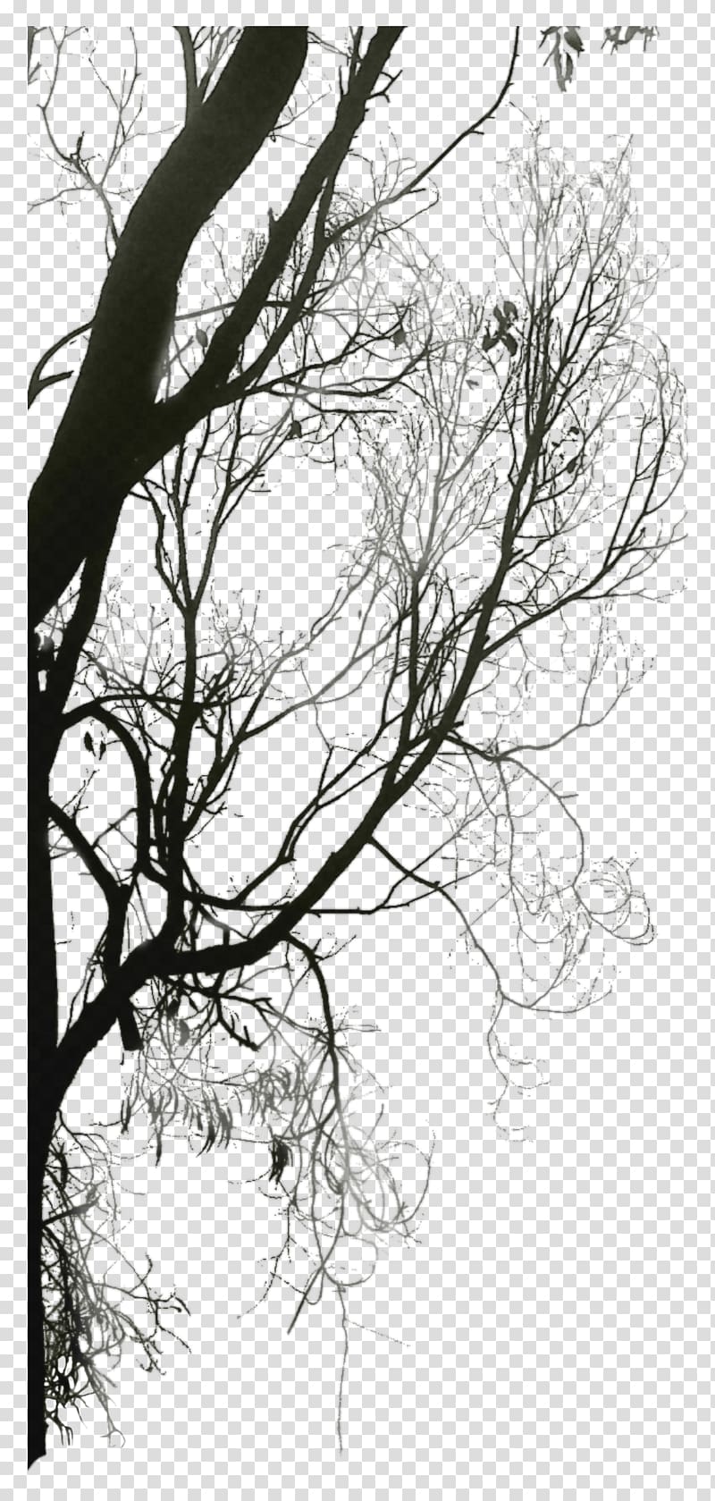 Black and white Twig Tree, Trees Silhouette transparent background PNG clipart