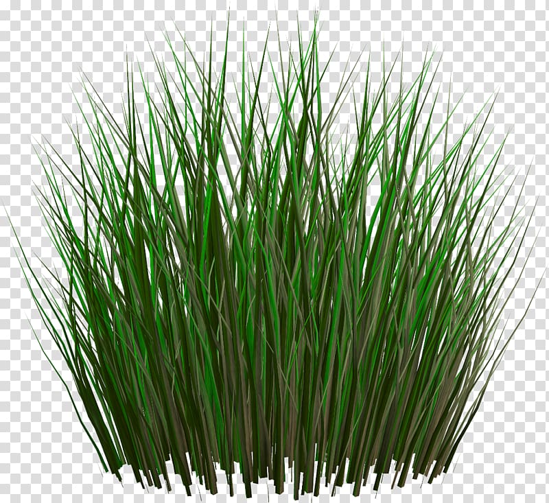 Grasses Lawn Ornamental grass Fountain grass, plant transparent background PNG clipart