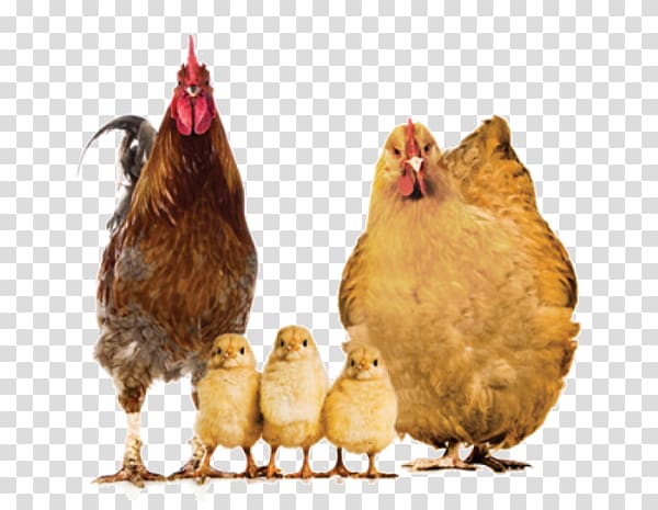 rooster, hen, and chicks , Rooster Crispy fried chicken Buffalo wing Barbecue chicken, A five chickens transparent background PNG clipart