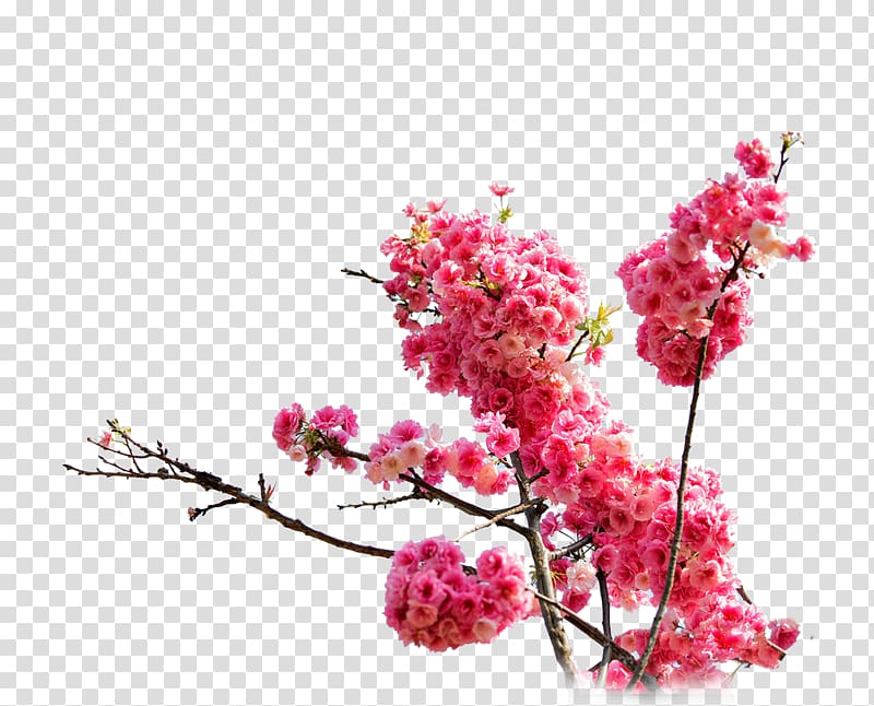 Cherry blossom Cerasus Drawing, Pink cherry blossoms transparent background PNG clipart